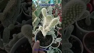 cactus plant wholesale price all over India delhivery contact number 825 0723 115 #short #shot