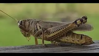 Melanoplus differentialis