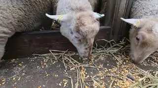 Lots Of Lamb Life On The Farm