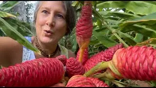 Shampoo Ginger Flowers Florida Homesteading In November Heidi Rose