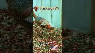 🍗Wild turkeys in Livermore, CA? #usa#america#cdl#trucking#trucker#driver#turkey#love#life#fyp#dailey