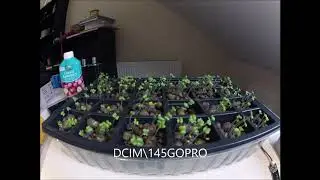 MY PLANTS GROWING V2 33FPS