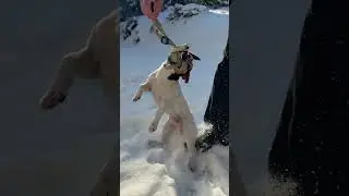 @jack_russell_g: 🤪 #dog #doglover