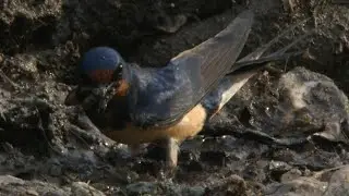 Barn Swallow