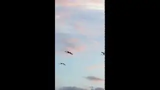 Flamingos Do Fly...