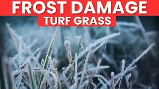 Frost damage to Turf Grass? It happens!