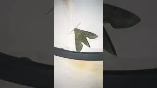 This is a gaudy sphinx moth 😮