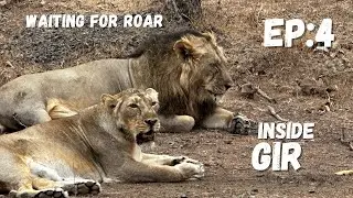 Face to Face with Asiatic Lions 🦁 | Inside Gir National Park 🦁 ||  episode 4