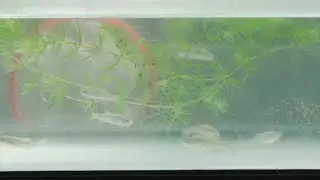 Scientists perform fish study in space
