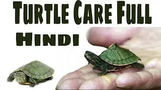 Turtle care |somay911|| hindi||hd|| homework|