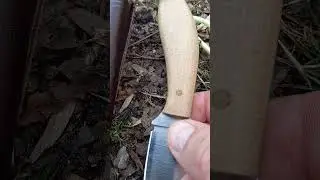 Get Up Close with the Small Northern Hunter!