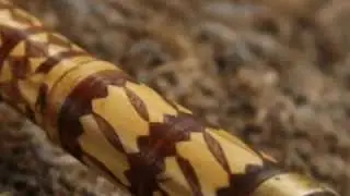 نادية القالمية و نورة الخروبية قصبة
