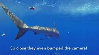 Biggest School of tuna ever