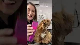 Dia de transformar meu amor  , espero que gostem  , #asianstyles #dog #sc