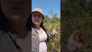 Chihuahuan Desert Wolfberry