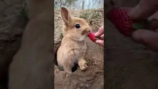 #shorts #viral #funnyrabbits #rabbitcomedy #cuterabbitmoments #pethumor #兔子 #宠物