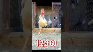 Pearl Hens,Hens,Duck🦆#shorts #beautiful #funny #duck #henchicken #chickendance
