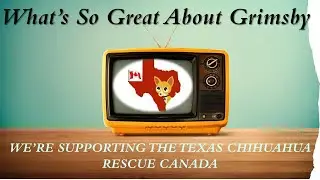 You Can Help This Local Dog Rescue|Texas Chihuahua Rescue Canada Inc.|What's So Great About Grimsby!
