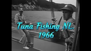 Fishing Tuna. 1966 .  Conception Bay . #newfoundland