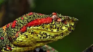 Eyelash Viper: The Hidden Hunter of the Rainforest #documentary