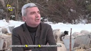 Zirai Hayvancılık-Dorper Koyun Irkı Özellikleri....