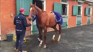 Redkirk Warrior on the gallops at Newmarket ahead of Royal Ascot