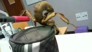un phasme scorpion se d&eacute;fend