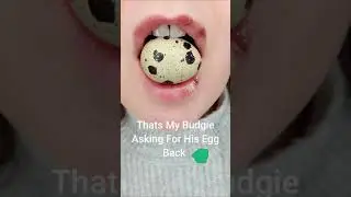 ASMR Crunchy Quail Egg Satisfying Sound #shorts