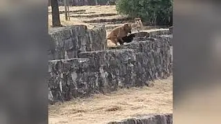 Doggo putting cornos in other doggo