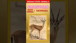 State Animals of India 🇮🇳 | Complete List of All Indian States #shorts