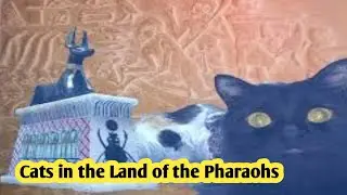 🔥😸Zoma the Black Cat and Basbousa the Calico with Anubis