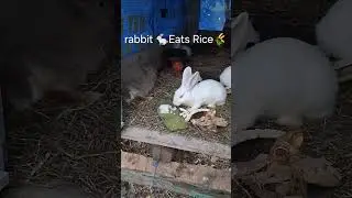 Adorable Bunny Enjoying Rice 🍚🐇 #Shorts