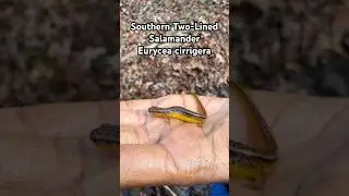 Gravid Two-Lined Salamander