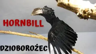 Dzioborożec srebrnolicy , Hornbill , Bucerotidae , Zoo Warszawa. Zapowiedź dłuższego materiału .