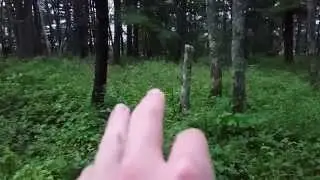 Increasing Habitat/Food for Small/Large Game like Rabbits & Deer.