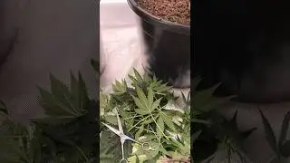 Tag 57 seit Keimung - Video Online☝🏼| Fastbuds & Spider Farmer Run #shorts #indoorplants #growlights