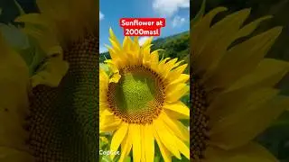 #sunflowers #himalayan #cold#Jiri technical school