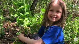 All about Garlic Mustard