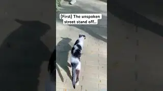 The Silent Cat & Dog Standoff | Street Moment