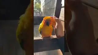 The human-parrot bond is so intense 😊 #shorts