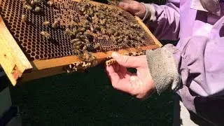 Why urban beekeeping is a rising trend in major cities