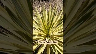 Yucca Bright Star: The Low-Maintenance Showstopper Your Landscape Need 😎