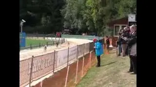 EM Windhunde 2015 H&uuml;nstetten, Germany
