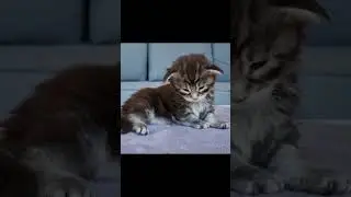 Adorable Kitten Show!