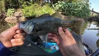 Creek bashing for Australian Bass with Archie