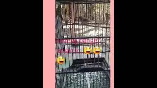 #bururung kancilan bakau#burung masteran bagus..👍👍