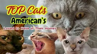 Top 10 Cats for Families and Homes in the United States | Most Popular Cats in America | Lumivya
