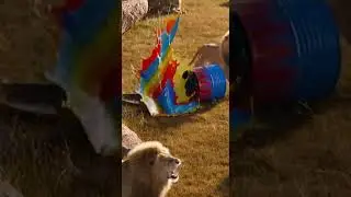 Watch this brave Hyena drop a massive barrel on a sleeping Lion