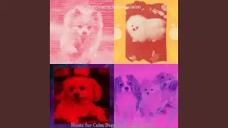 Deluxe Ambiance for Relaxing Your Dog