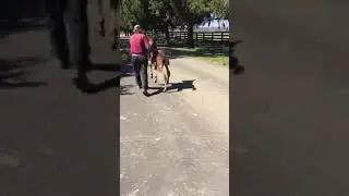 Pollock foal video